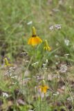 Upright Prairie Coneflower, Ratibida columnifera