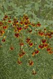 Upright Prairie Coneflower, Ratibida columnifera