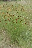 Upright Prairie Coneflower, Ratibida columnifera