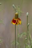 Upright Prairie Coneflower, Ratibida columnifera
