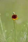 Upright Prairie Coneflower, Ratibida columnifera