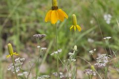 Upright Prairie Coneflower, Ratibida columnifera