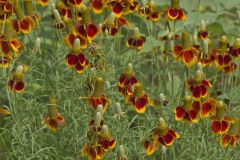 Upright Prairie Coneflower, Ratibida columnifera