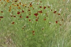 Upright Prairie Coneflower, Ratibida columnifera