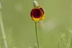 Upright Prairie Coneflower, Ratibida columnifera
