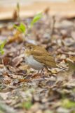 Veery, Catharus fuscescens