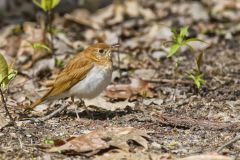 Veery, Catharus fuscescens
