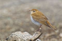 Veery, Catharus fuscescens