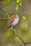 Veery, Catharus fuscescens