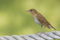 Veery, Catharus fuscescens