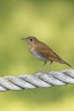Veery, Catharus fuscescens