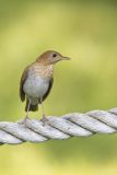 Veery, Catharus fuscescens