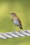 Veery, Catharus fuscescens