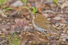Veery, Catharus fuscescens