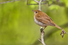 Veery, Catharus fuscescens