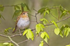 Veery, Catharus fuscescens