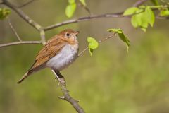 Veery, Catharus fuscescens