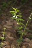 Veiny Skullcap, Scutellaria nervosa