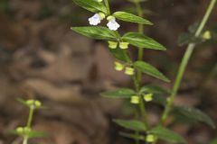 Veiny Skullcap