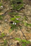 Veiny Skullcap, Scutellaria nervosa