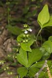 Veiny Skullcap, Scutellaria nervosa