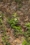 Veiny Skullcap, Scutellaria nervosa