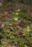 Veiny Skullcap, Scutellaria nervosa