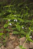 Veiny Skullcap, Scutellaria nervosa