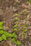 Veiny Skullcap, Scutellaria nervosa