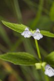 Veiny Skullcap, Scutellaria nervosa