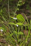Veiny Skullcap, Scutellaria nervosa