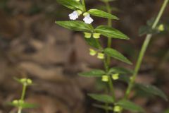Veiny Skullcap, Scutellaria nervosa