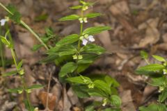 Veiny Skullcap, Scutellaria nervosa