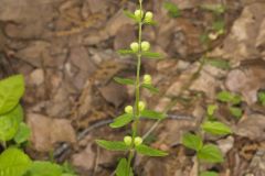 Veiny Skullcap, Scutellaria nervosa