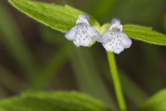 Veiny Skullcap, Scutellaria nervosa