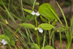 Veiny Skullcap, Scutellaria nervosa