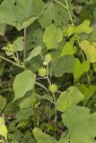 Velvetleaf, Abutilon theophrasti