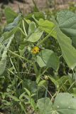 Velvetleaf, Abutilon theophrasti