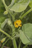 Velvetleaf, Abutilon theophrasti