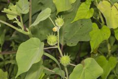 Velvetleaf, Abutilon theophrasti