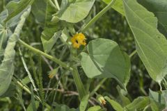 Velvetleaf, Abutilon theophrasti