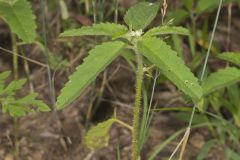 Vente Conmigo, Croton glandulosus