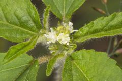 Vente Conmigo, Croton glandulosus