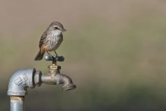 Vermilion Flycatcher, Pyrocephalus obscurus