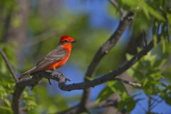 Vermilion Flycatcher, Pyrocephalus obscurus