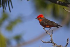 Vermilion Flycatcher, Pyrocephalus obscurus