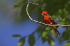 Vermilion Flycatcher, Pyrocephalus obscurus