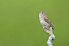 Vesper Sparrow