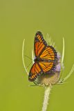 Viceroy, Limenitis archippus
