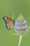 Viceroy, Limenitis archippus